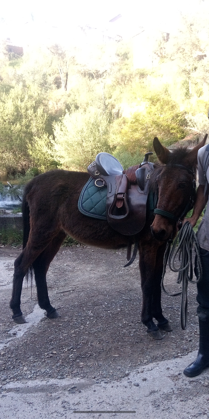 Izzie saddled up and cuddling up