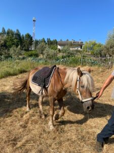Roma saddled up